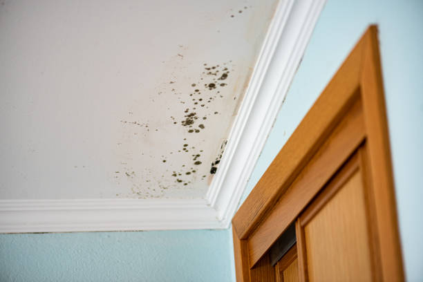 Best Residential Mold Removal  in La Mesilla, NM