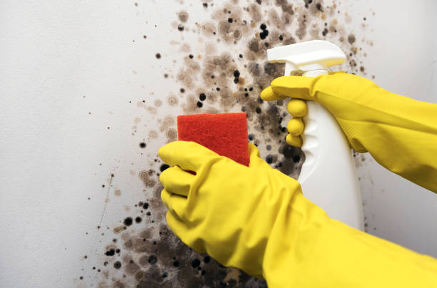 Best Toxic Mold Removal  in La Mesilla, NM