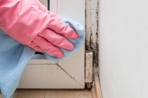 Home Mold Removal in La Mesilla, NM